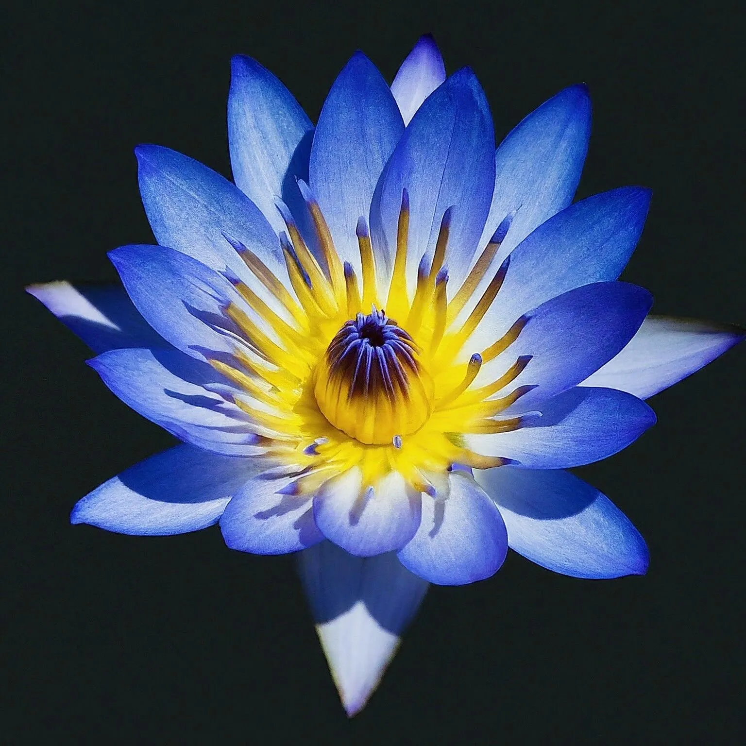 Blue Egyptian Lotus Flower