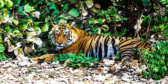 8 days Delhi Agra Jaipur and Ranthambore Tours offer. Timeless India itinerary with Every Day departures from $1150 per person
