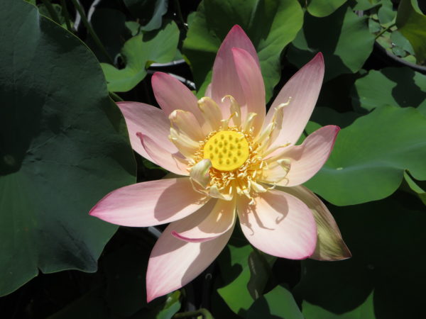 Egyptian Lotus Flower