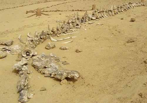 Updated guide to Wadi Hitan with related travel plans
