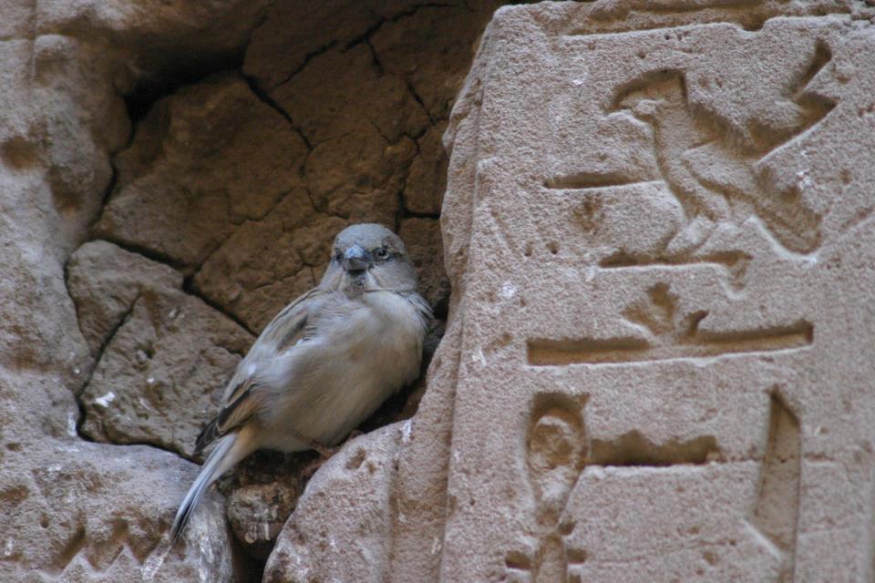 El Minya Egypt Attractions & Why You Should Visit
