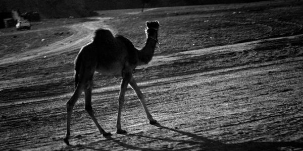 Nile Cruise and Stay Nile Cruise and Stay